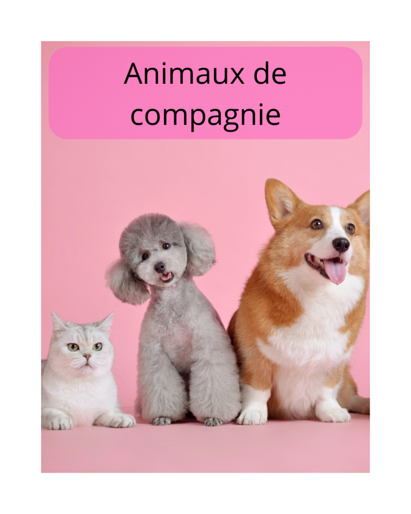 Nancy et les Dragons
Soin de rééquilibrage
Je viens rééquilibrer les énergies de ton petit compagnon à 4 pattes